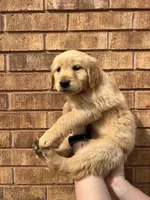 Honey , a female Golden Retriever for sale in Noble, OK – Photo 3 of 6