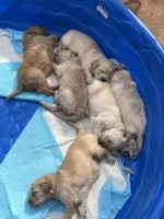 Honey , a female Golden Retriever for sale in Noble, OK – Photo 5 of 6