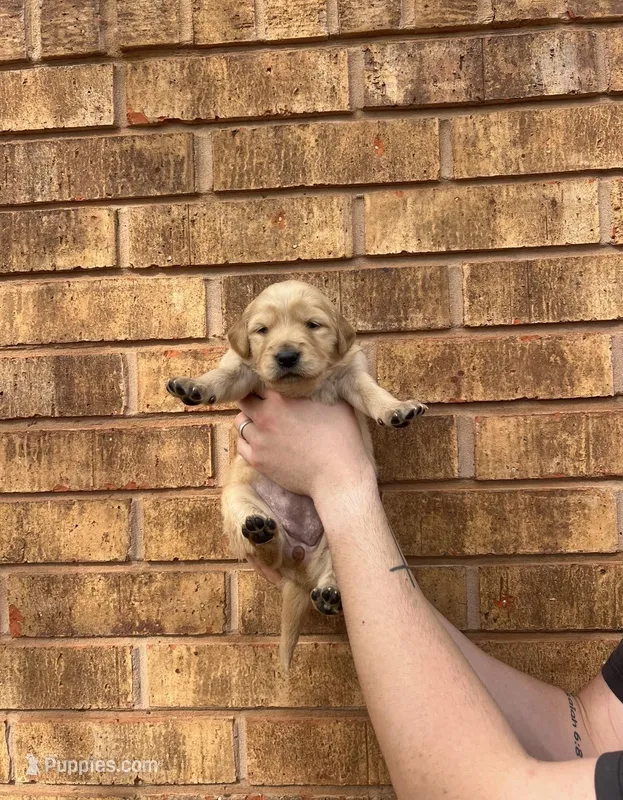 Honey  – Golden Retriever puppy for sale in Noble, OK