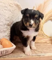 Lizzie, a female Toy Australian Shepherd for sale in Rutledge, TN – 2 of 5