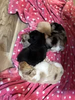George John, a female Toy Australian Shepherd for sale in Rutledge, TN – 8 of 10