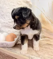 Lizzie, a female Toy Australian Shepherd for sale in Rutledge, TN – 3 of 5