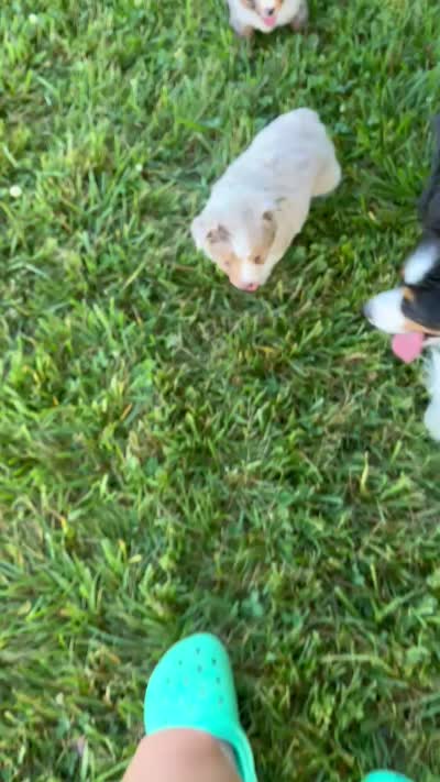 George John, a female Toy Australian Shepherd for sale in Rutledge, TN – 9 of 10