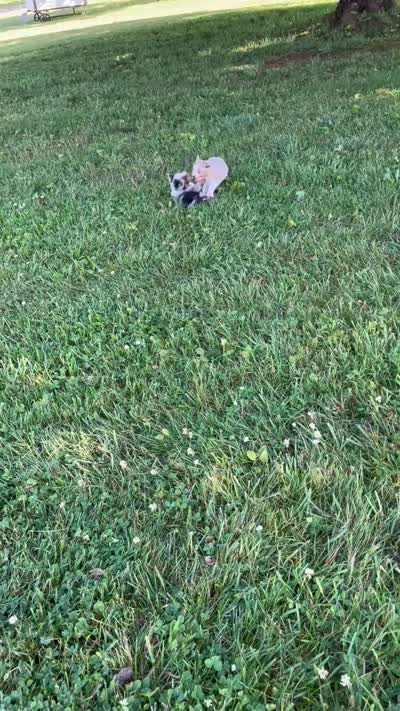 George John, a female Toy Australian Shepherd for sale in Rutledge, TN – 10 of 10