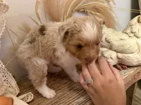 marble , a female Toy Australian Shepherd for sale in Rutledge, TN – 4 of 5