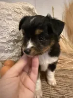 Lizzie, a female Toy Australian Shepherd for sale in Rutledge, TN – 1 of 5