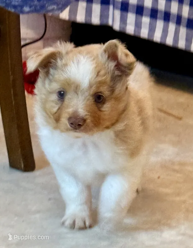 George John – Toy Australian Shepherd puppy for sale in Rutledge, TN
