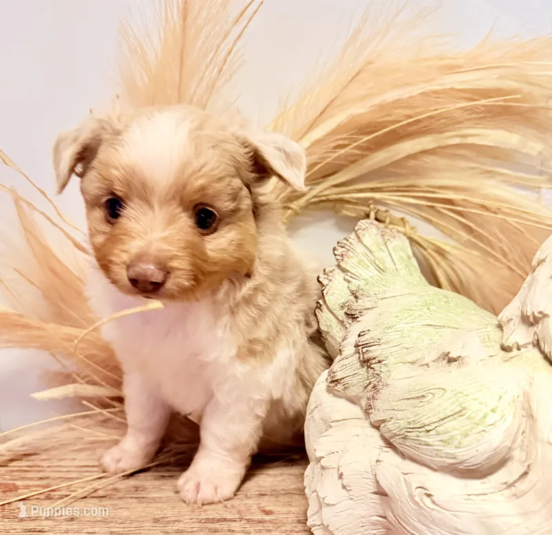 marble  – Toy Australian Shepherd puppy for sale in Rutledge, TN