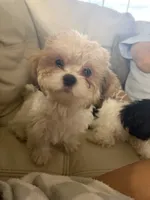 Cookie, a male Shih Tzu for sale in Ocala, FL – 2 of 4