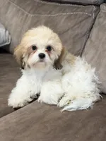 Cookie, a male Shih Tzu for sale in Ocala, FL – 3 of 4