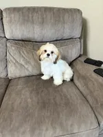 Cookie, a male Shih Tzu for sale in Ocala, FL – 4 of 4