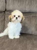 Cookie, a male Shih Tzu for sale in Ocala, FL – 1 of 4