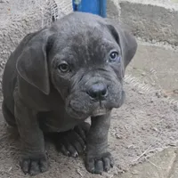 Italiana, a female Cane Corso for sale in Porter Ranch, CA – Photo 7 of 10