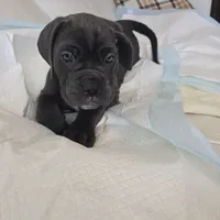 Italiana, a female Cane Corso for sale in Porter Ranch, CA – Photo 9 of 10