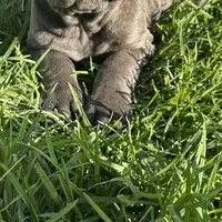 Italiana, a female Cane Corso for sale in Porter Ranch, CA – Photo 4 of 10