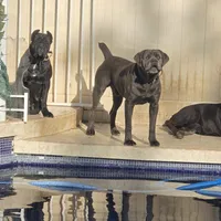 Italiana, a female Cane Corso for sale in Porter Ranch, CA – Photo 10 of 10