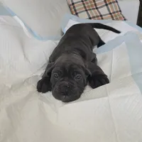 Italiana, a female Cane Corso for sale in Porter Ranch, CA – Photo 8 of 10