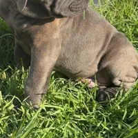 Italiana, a female Cane Corso for sale in Porter Ranch, CA – Photo 5 of 10