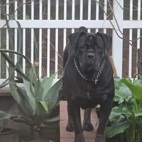 Italiana, a female Cane Corso for sale in Porter Ranch, CA – Photo 3 of 10