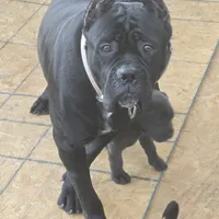 Italiana, a female Cane Corso for sale in Porter Ranch, CA – Photo 2 of 10