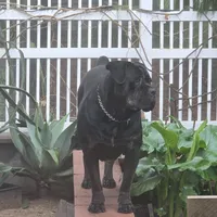 Italiana, a female Cane Corso for sale in Porter Ranch, CA – Photo 1 of 10