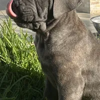 Italiana, a female Cane Corso for sale in Porter Ranch, CA – Photo 6 of 10