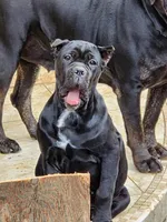 Italiana, a female Cane Corso for sale in Porter Ranch, CA – Photo 8 of 8