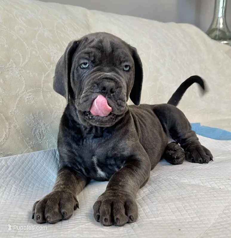 Italiana, a female Cane Corso for sale in Porter Ranch, CA – Photo 1 of 8