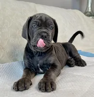 Italiana, a female Cane Corso for sale in Porter Ranch, CA – Photo 1 of 8