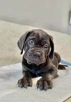 Italiana, a female Cane Corso for sale in Porter Ranch, CA – Photo 6 of 8