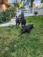 Italiana, a female Cane Corso for sale in Porter Ranch, CA – Photo 4 of 8