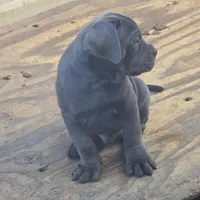 Italiano, a male Cane Corso for sale in Porter Ranch, CA – Photo 4 of 10