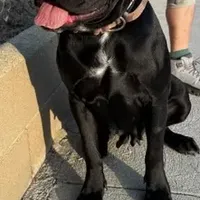 Italiano, a male Cane Corso for sale in Porter Ranch, CA – Photo 3 of 10