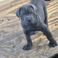 Italiano, a male Cane Corso for sale in Porter Ranch, CA – Photo 9 of 10