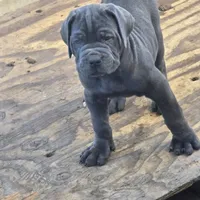 Italiano, a male Cane Corso for sale in Porter Ranch, CA – Photo 6 of 10