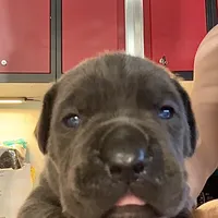 Blue, a female Cane Corso for sale in Porter Ranch, CA – Photo 7 of 10