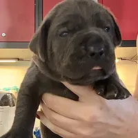 Blue, a female Cane Corso for sale in Porter Ranch, CA – Photo 6 of 10