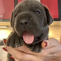 Blue, a female Cane Corso for sale in Porter Ranch, CA – Photo 4 of 10