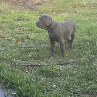 Blue, a female Cane Corso for sale in Porter Ranch, CA – Photo 9 of 10