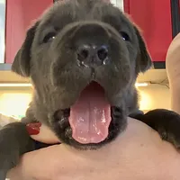 Blue, a female Cane Corso for sale in Porter Ranch, CA – Photo 2 of 10