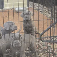 Blue, a female Cane Corso for sale in Porter Ranch, CA – Photo 5 of 10
