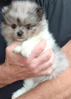 Lolo, a male Pomeranian for sale in Lochbuie, CO – 3 of 9