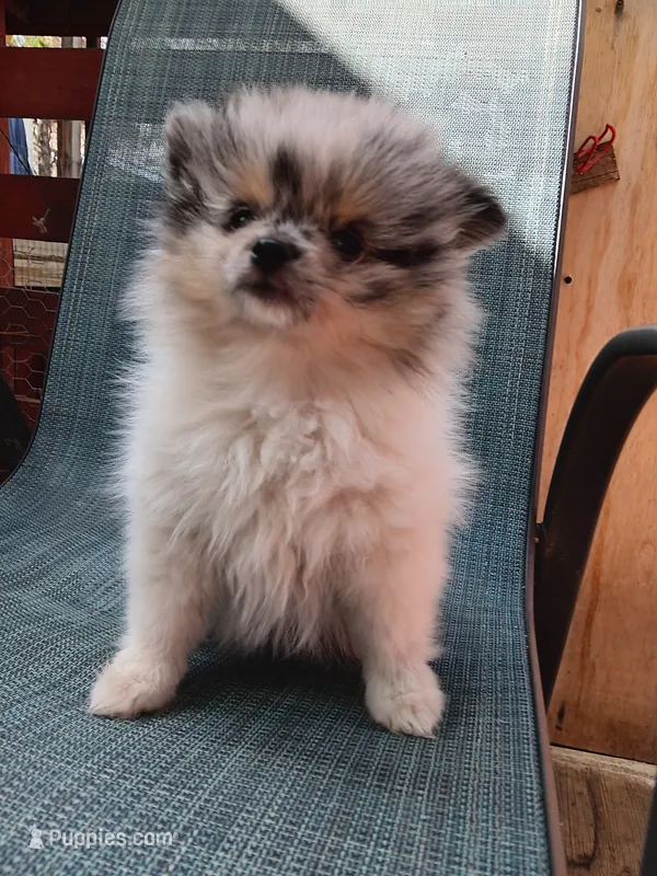 Lolo – Pomeranian puppy for sale in Lochbuie, CO