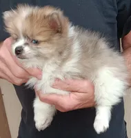 Champ, a male Pomeranian for sale in Lochbuie, CO – 5 of 10