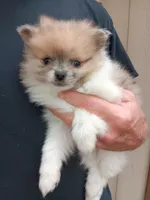 Junior , a male Pomeranian for sale in Lochbuie, CO – 3 of 10