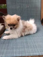 Junior , a male Pomeranian for sale in Lochbuie, CO – 4 of 9