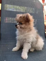 Champ, a male Pomeranian for sale in Lochbuie, CO – 5 of 9