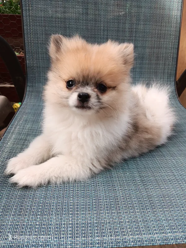 Junior  – Pomeranian puppy for sale in Lochbuie, CO