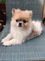 Junior , a male Pomeranian for sale in Lochbuie, CO – 1 of 9