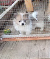 Champ, a male Pomeranian for sale in Lochbuie, CO – 3 of 10